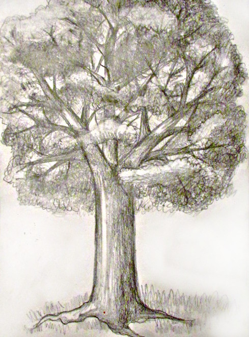 Big Tree Sketch