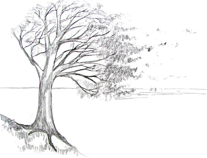 how to draw a tree with leaves falling off