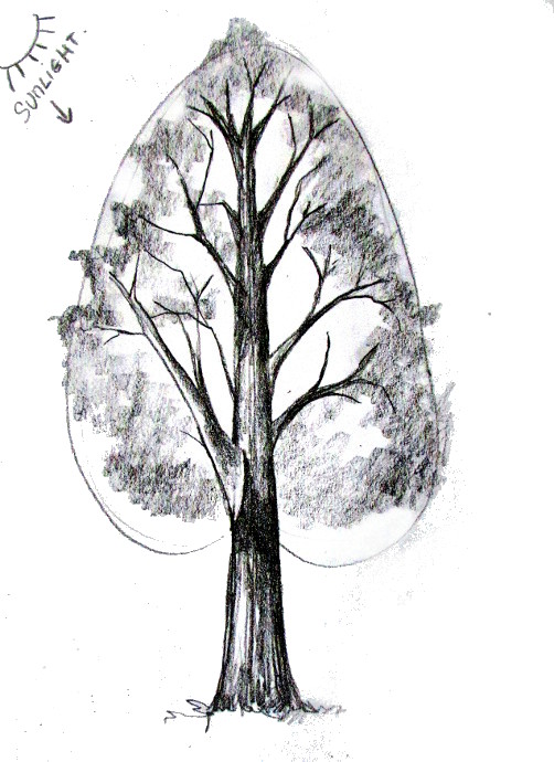Tree drawings pencil, Tree drawing, Art drawings simple | Tree drawings  pencil, Tree drawing, Tree sketches